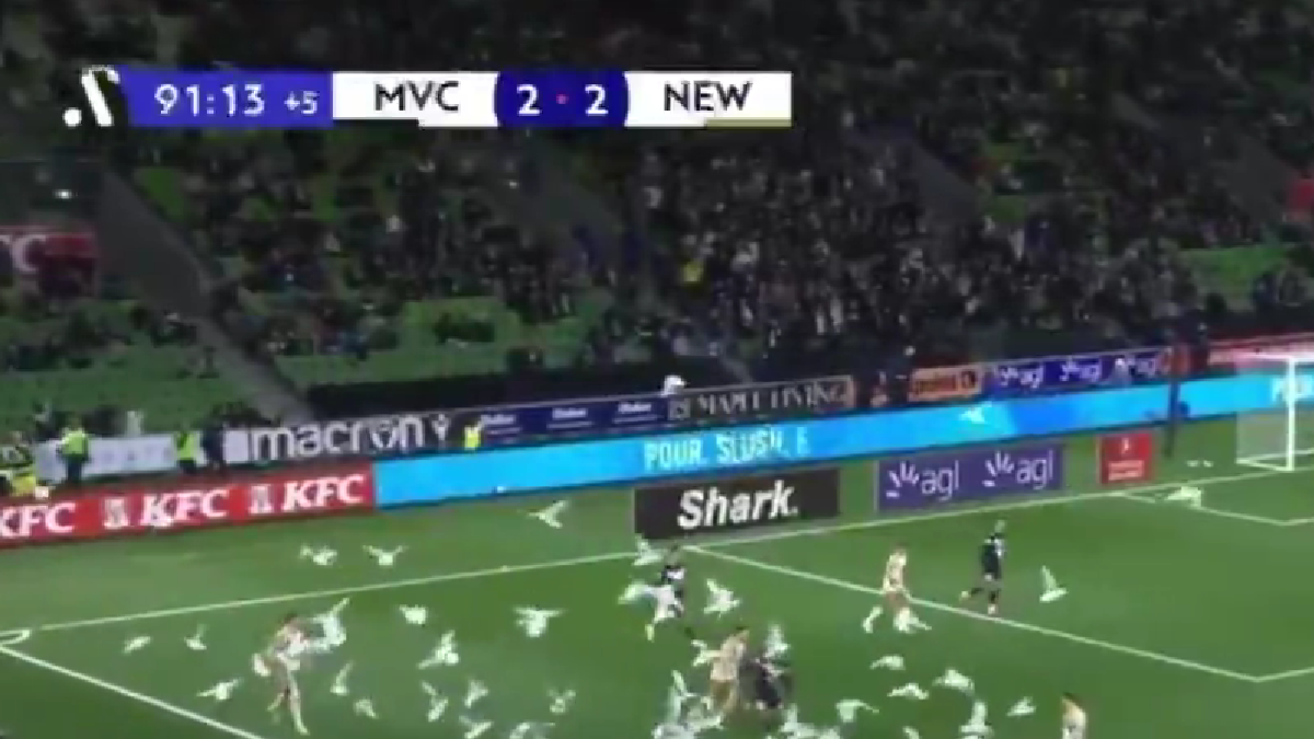 INVASIONE GABBIANI AUSTRALIA e1776520547644