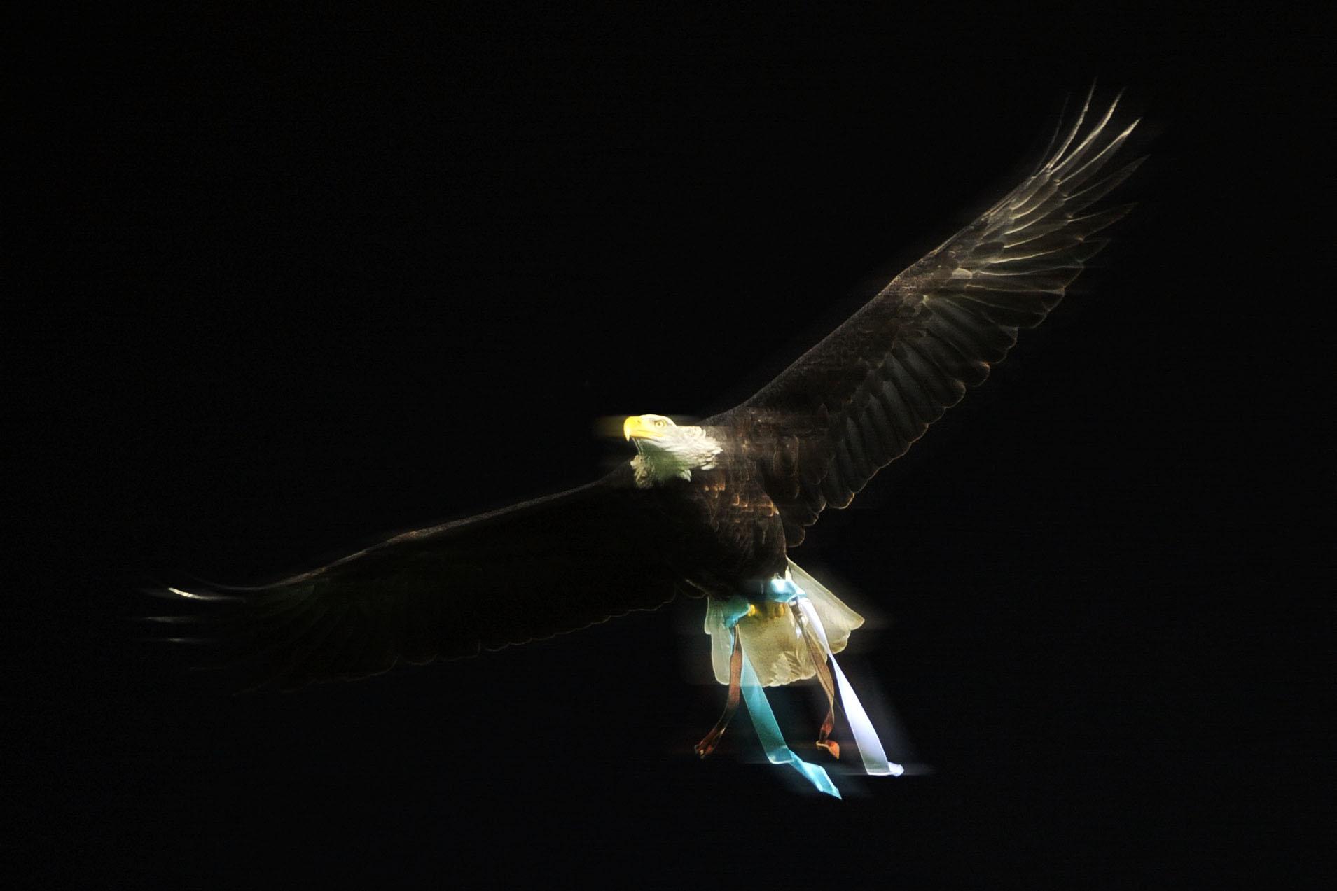 olimpia aquila vola lazio novembre 2014 ifa